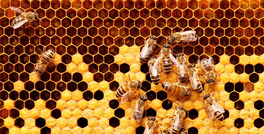 Honey bee comb